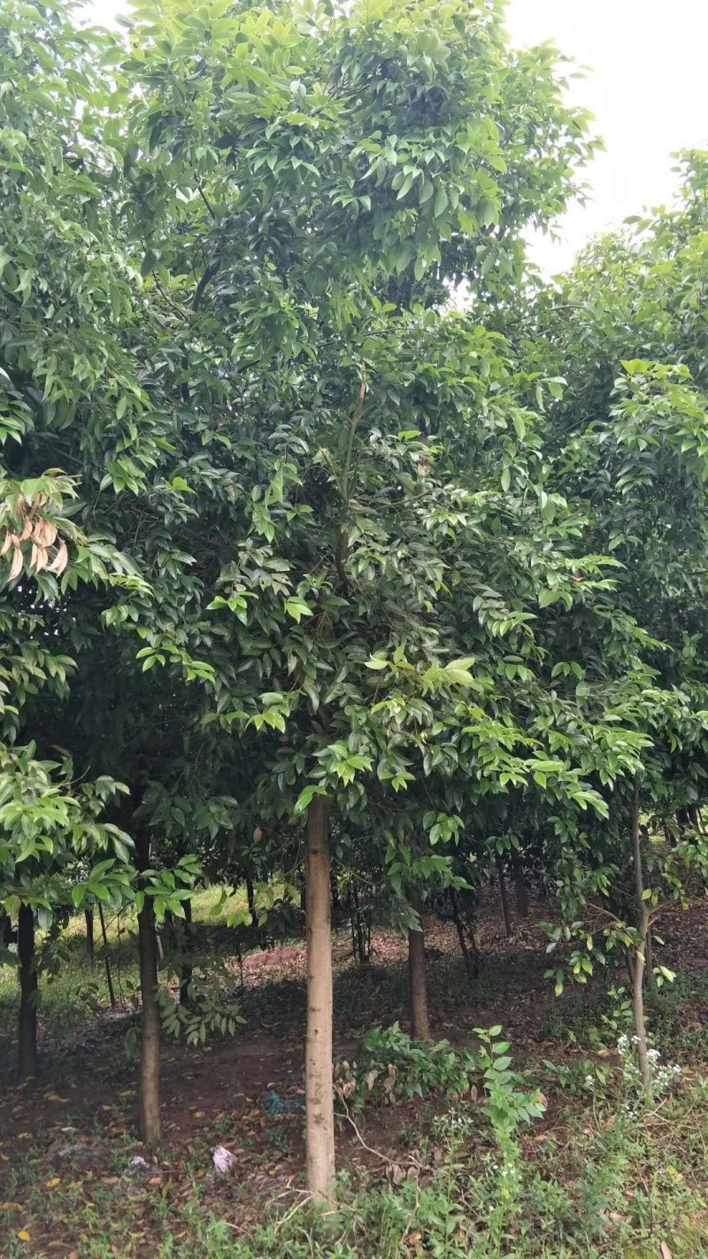 大量供应天竺桂天竺桂天竺桂有需要的联系