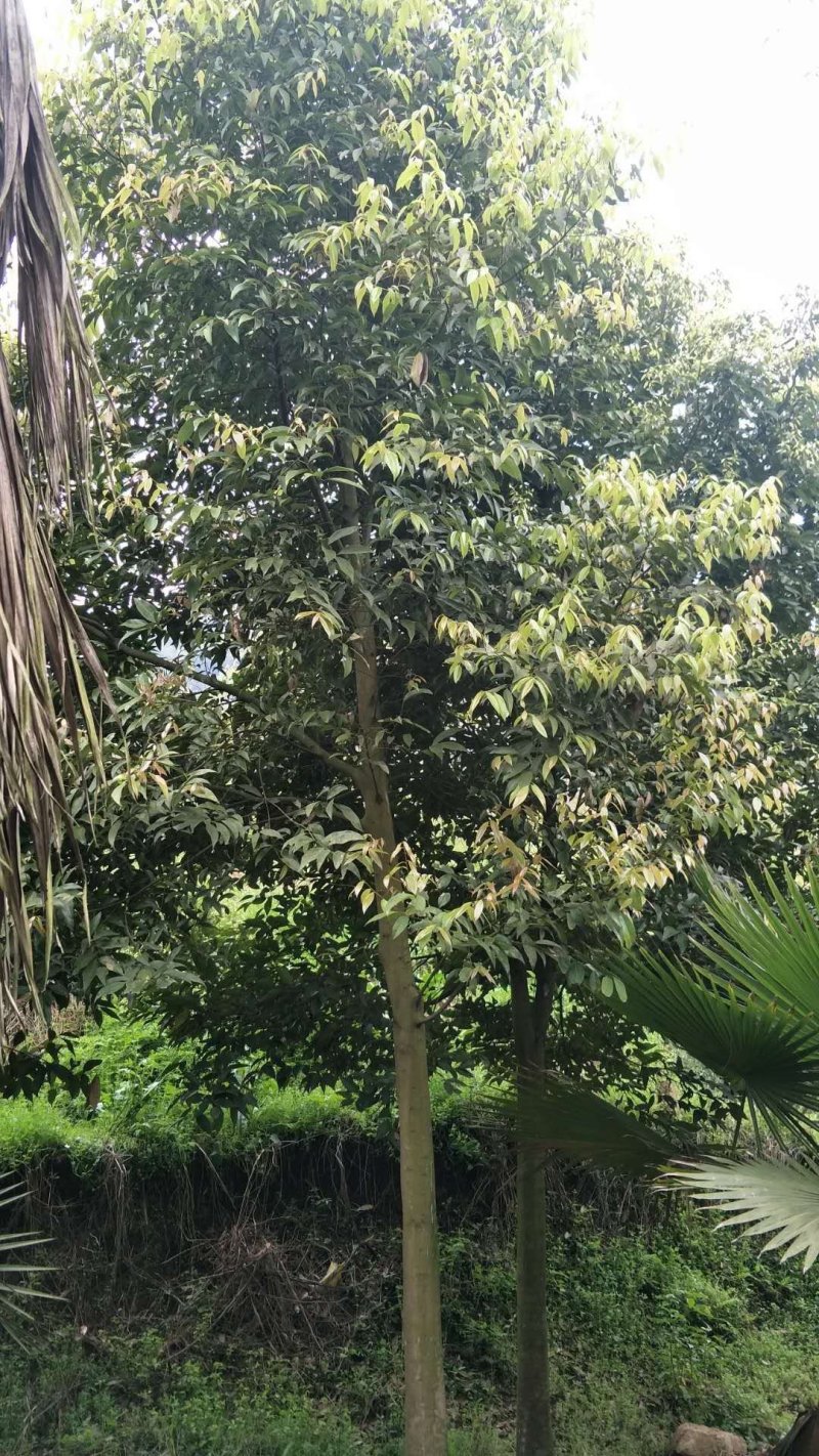 大量供应天竺桂天竺桂天竺桂有需要的联系