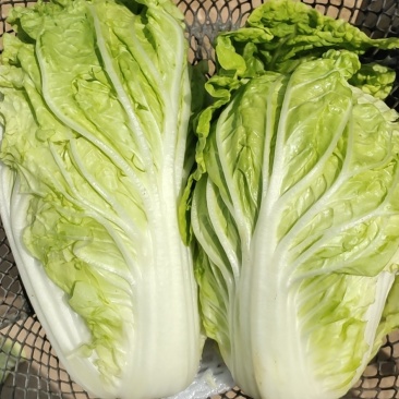 本地夏阳菜大量上市，工人包装一条龙服务，欢迎咨询！