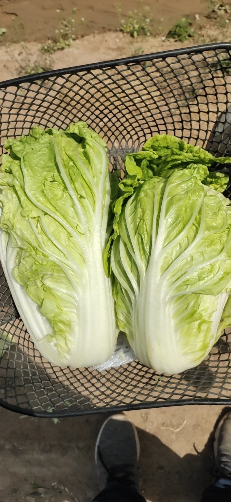 本地夏阳菜大量上市，工人包装一条龙服务，欢迎咨询！