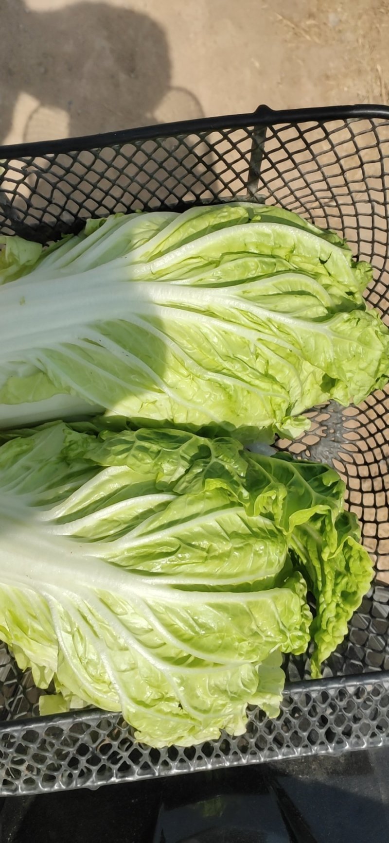 本地夏阳菜大量上市，工人包装一条龙服务，欢迎咨询！
