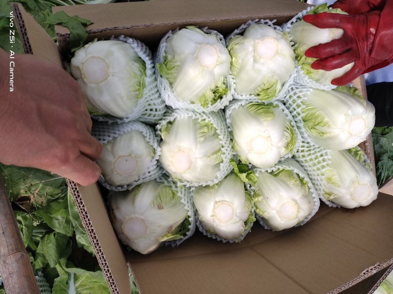 本地夏阳菜大量上市，工人包装一条龙服务，欢迎咨询！