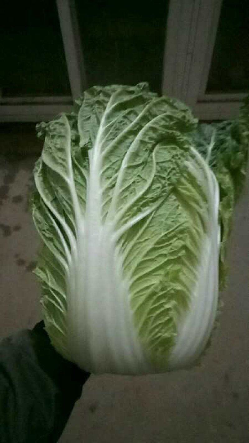 新野基地大量出货中，货源充足黄心大白菜