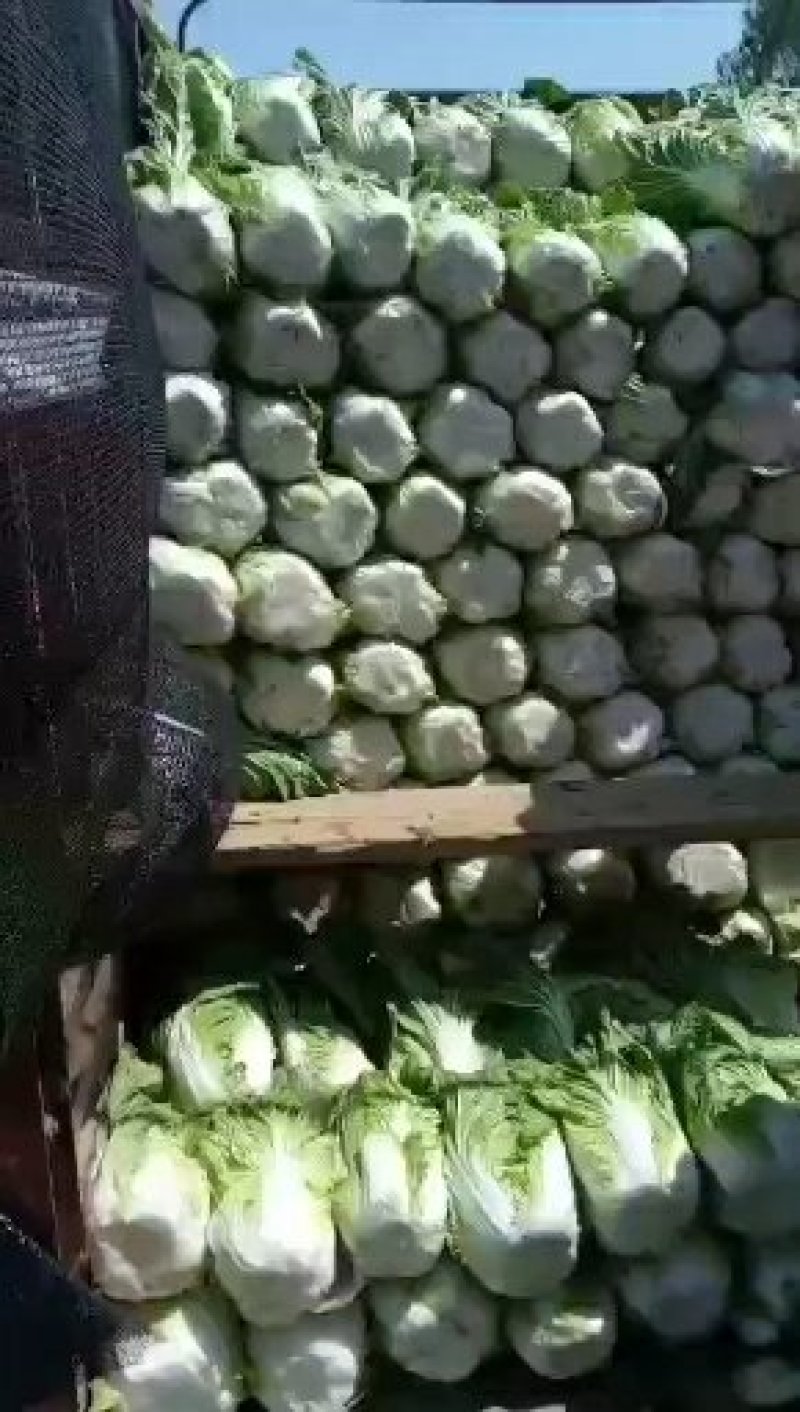 新野基地大量出货中，货源充足黄心大白菜