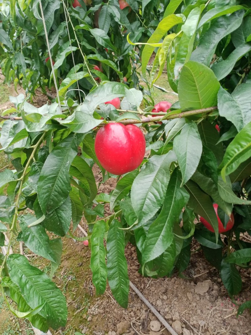 大棚水果