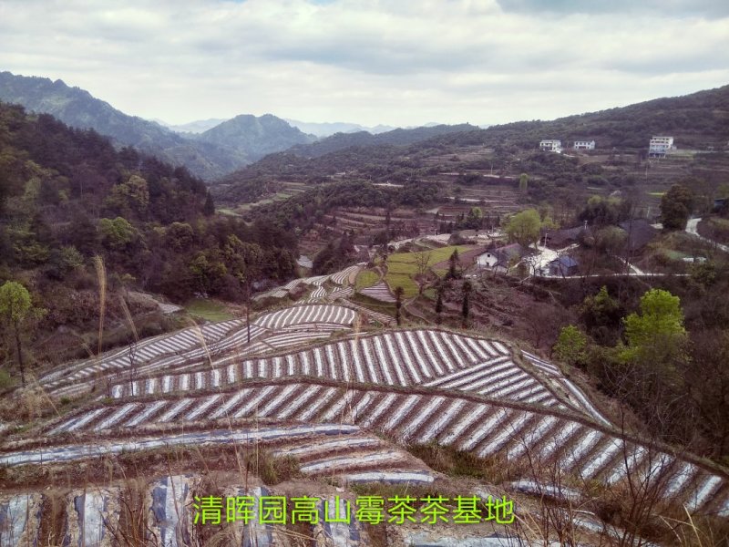 永顺莓茶清明茶（湘西特产）