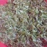 永顺莓茶清明茶（湘西特产）