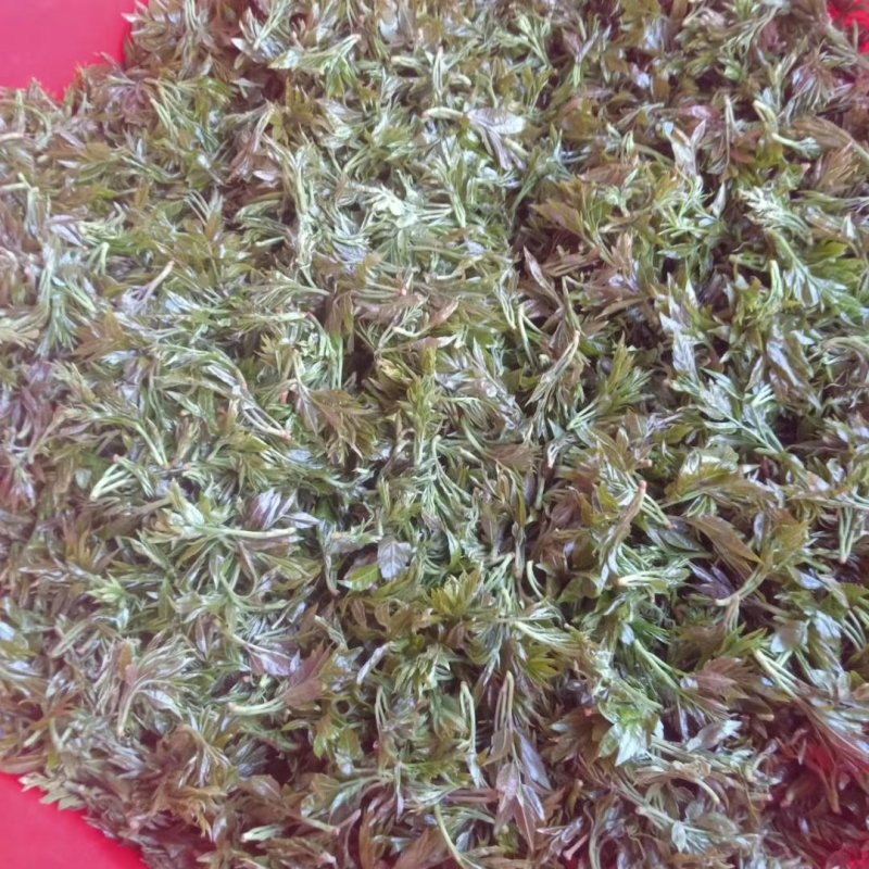 永顺莓茶清明茶（湘西特产）