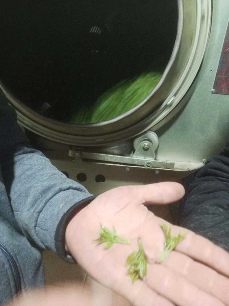 永顺莓茶清明茶（湘西特产）