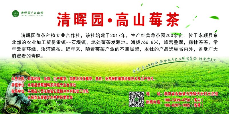 永顺莓茶清明茶（湘西特产）