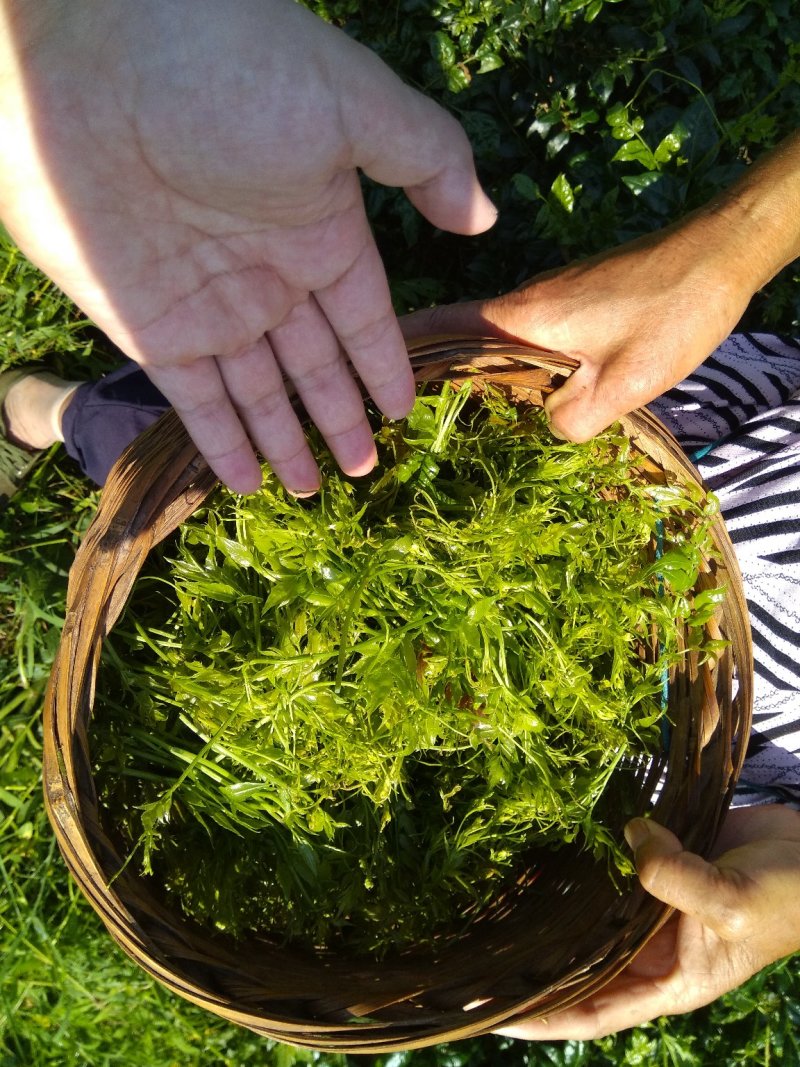 永顺莓茶清明茶（湘西特产）