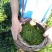 永顺莓茶清明茶（湘西特产）