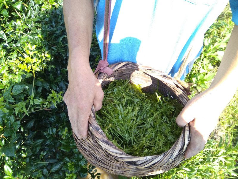 永顺莓茶清明茶（湘西特产）