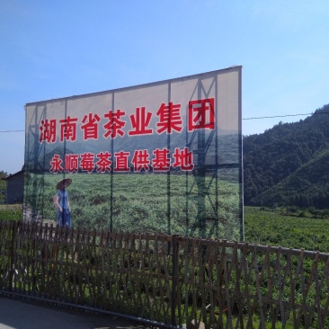 永顺莓茶清明茶（湘西特产）