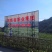 永顺莓茶清明茶（湘西特产）