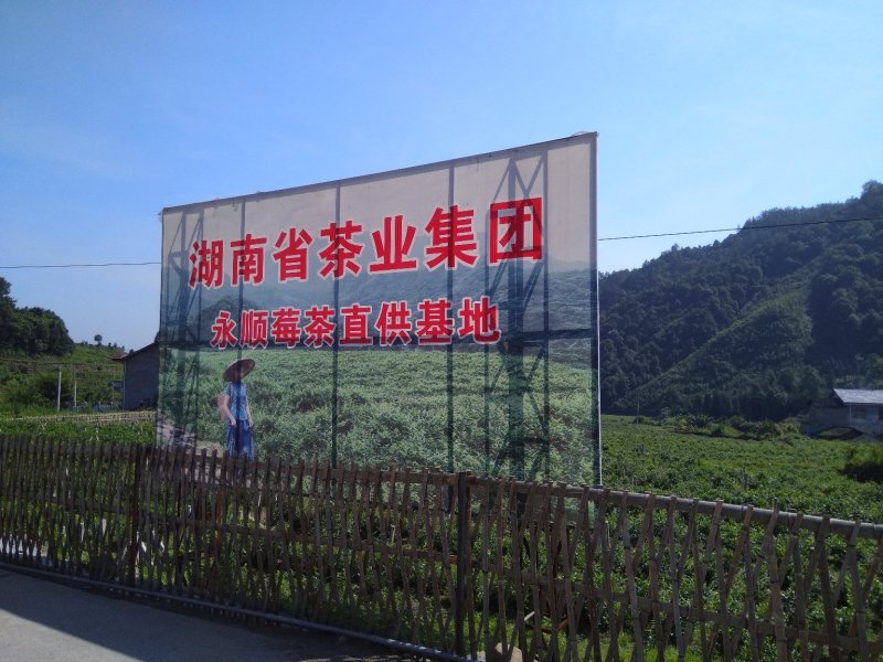 永顺莓茶清明茶（湘西特产）
