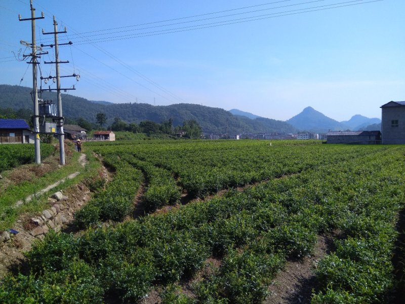 永顺莓茶清明茶（湘西特产）