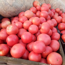 硬粉西红柿，一手货源，全国，诚信经营，合作共赢