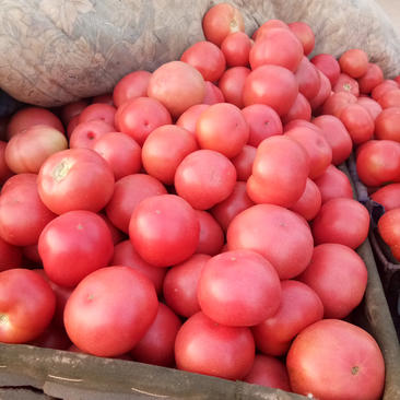 硬粉西红柿，一手货源，代发全国，诚信经营，合作共赢