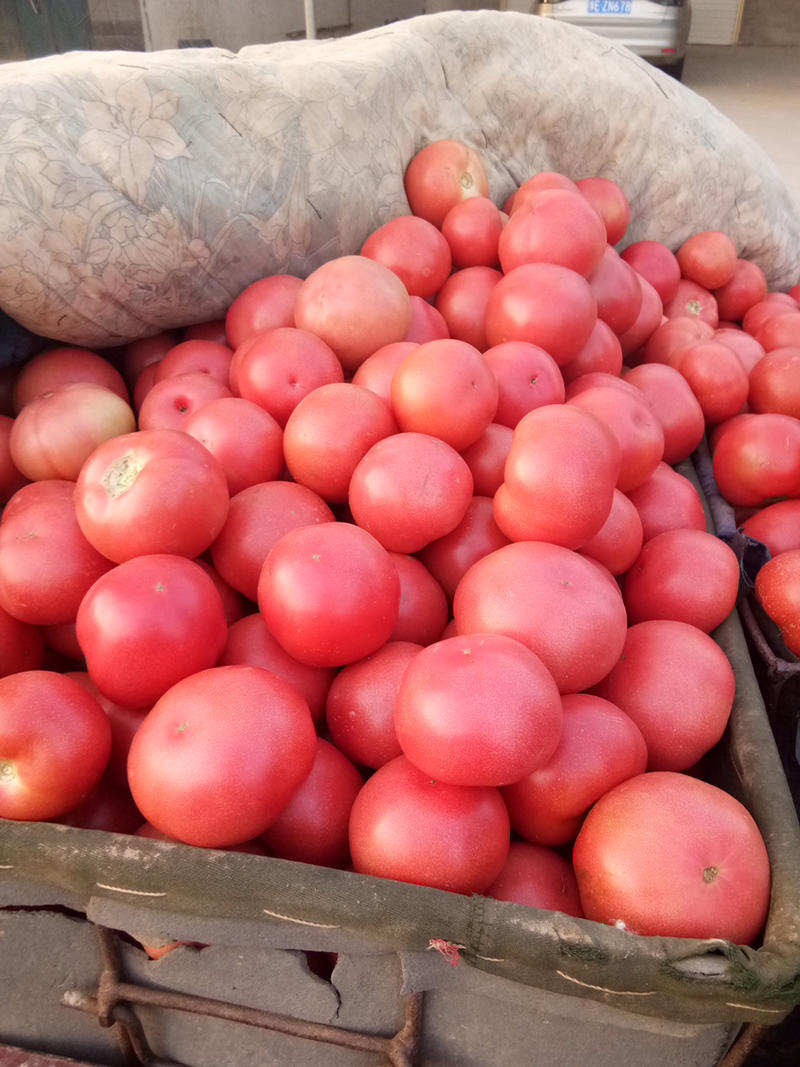 硬粉西红柿，一手货源，代发全国，诚信经营，合作共赢