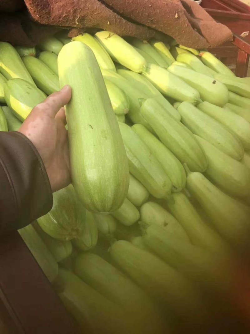 西葫芦新野县蔬菜种植基地大量出货中，货源充足品质有