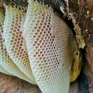 蜂蜜