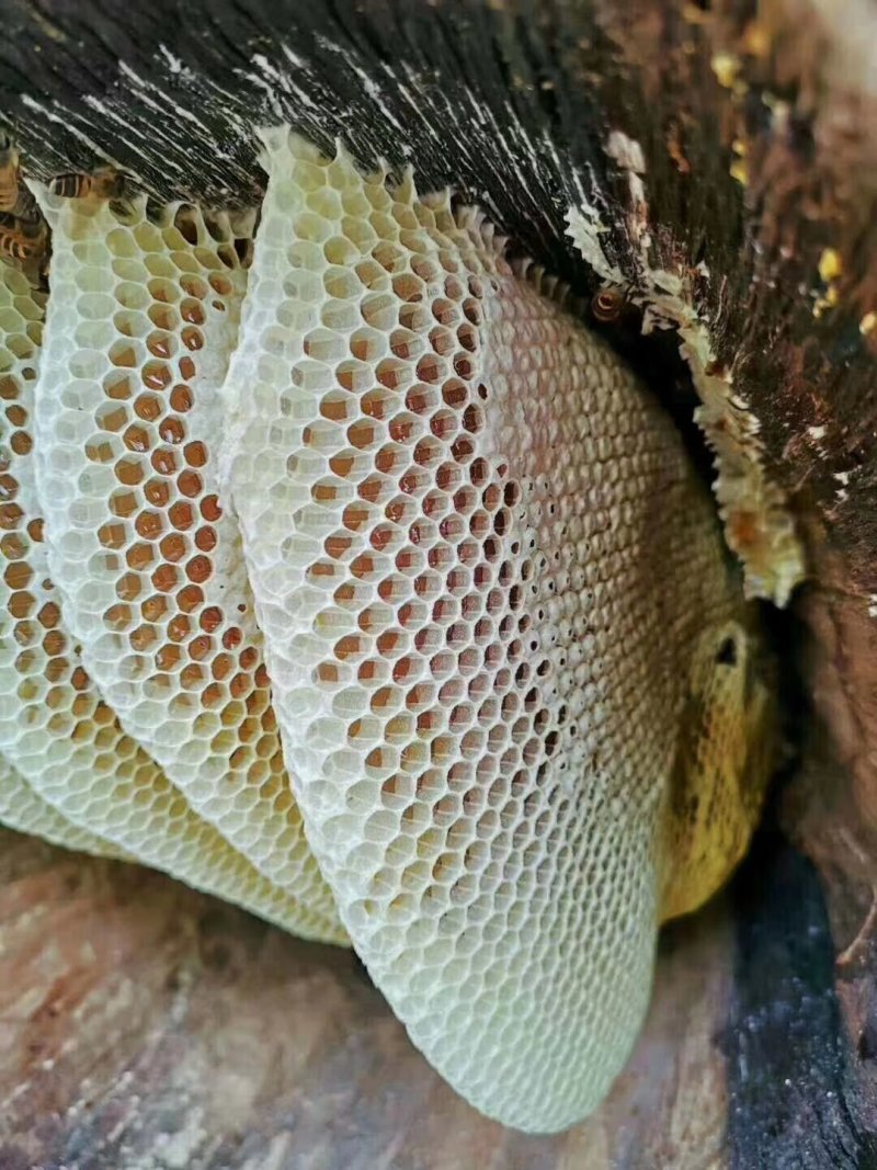 蜂蜜