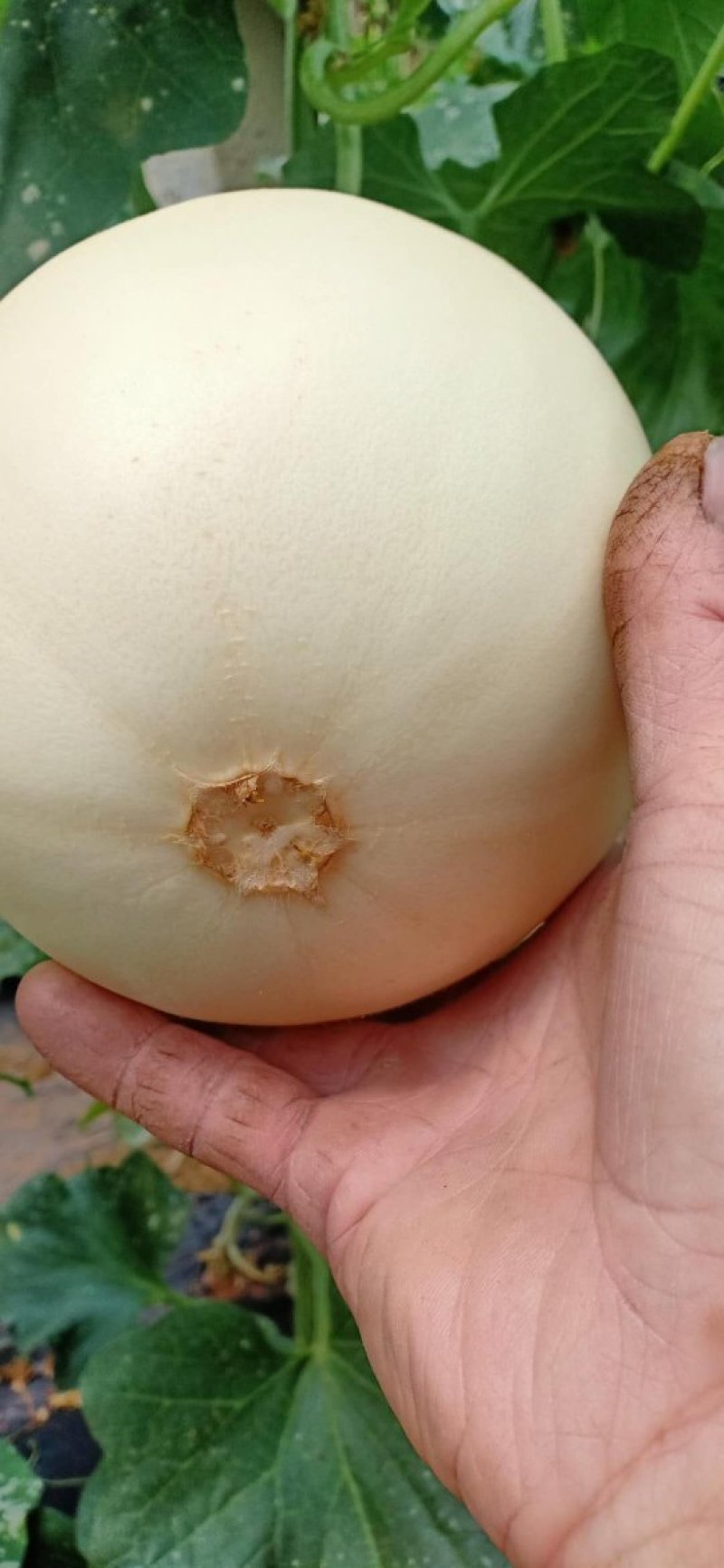 冰清玉姑白甜瓜莘县万亩产地大量出货货源充足品质保证