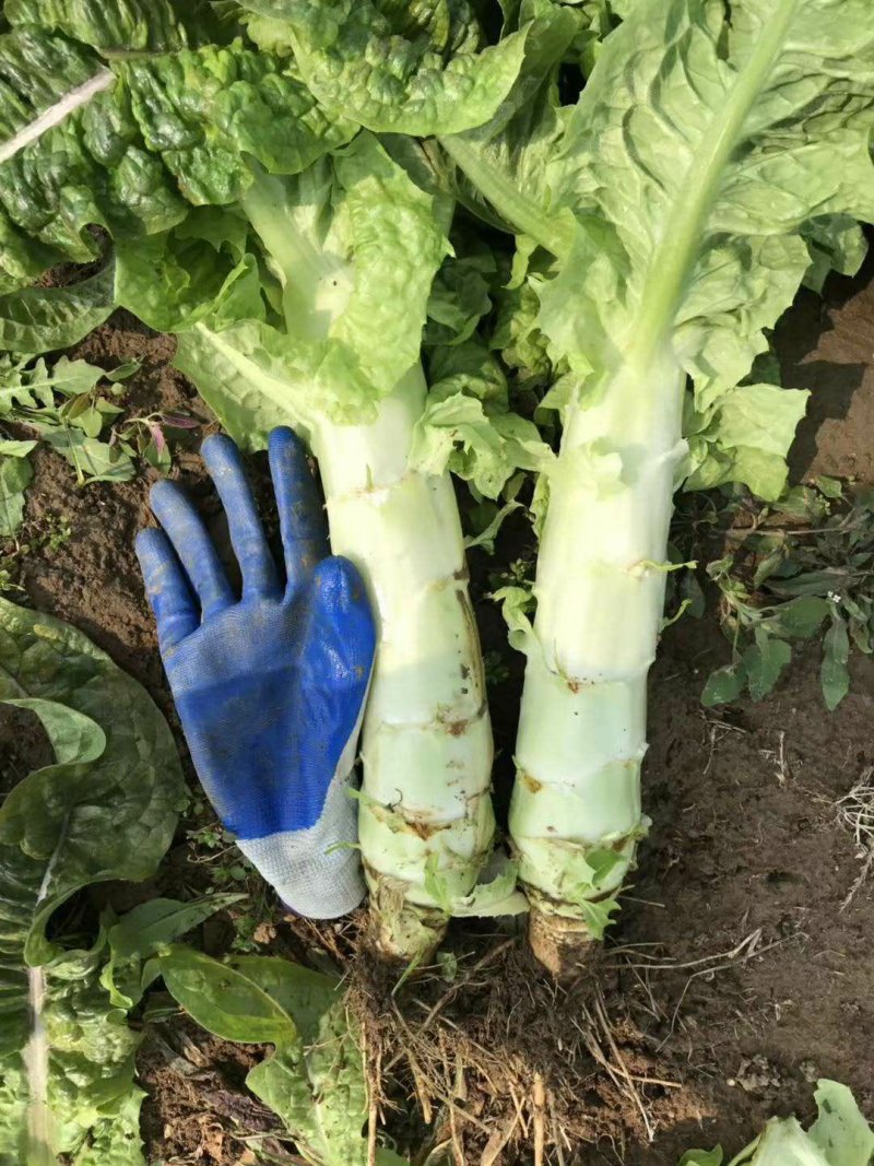 红叶香莴笋新野县蔬菜种植基地大量出货中，货源充足品