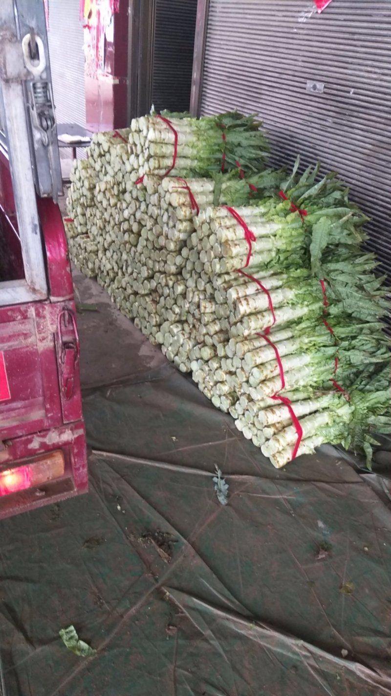 红叶香莴笋新野县蔬菜种植基地大量出货中，货源充足品