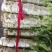 红叶香莴笋新野县蔬菜种植基地大量出货中，货源充足品