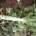 红叶香莴笋新野县蔬菜种植基地大量出货中，货源充足品