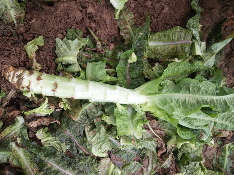 红叶香莴笋新野县蔬菜种植基地大量出货中，货源充足品