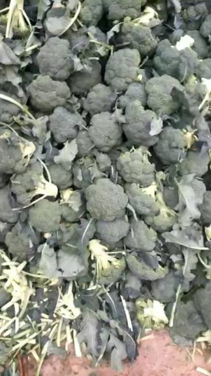 西兰花新野县蔬菜种植基地大量出货中，货源充足品质有