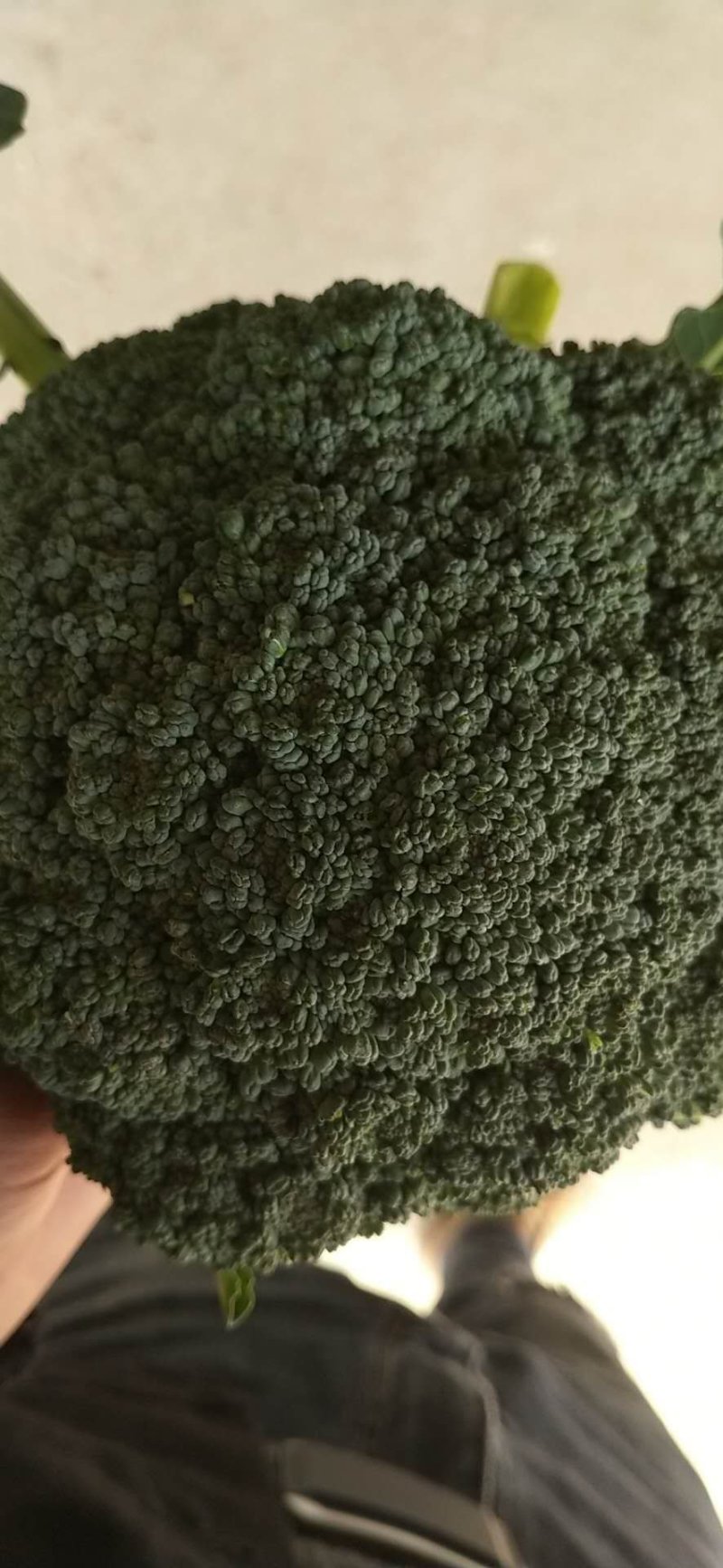 西兰花新野县蔬菜种植基地大量出货中，货源充足品质有