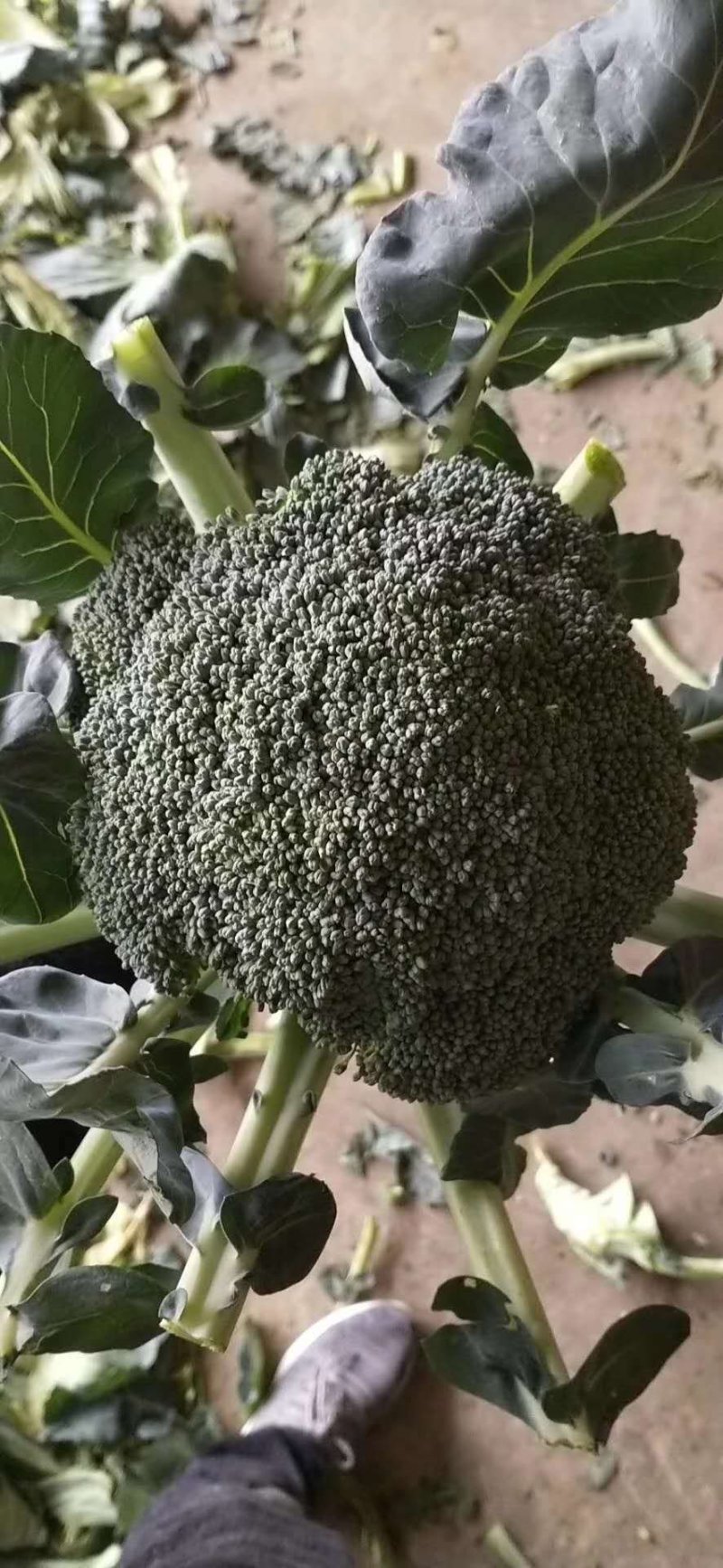 西兰花新野县蔬菜种植基地大量出货中，货源充足品质有