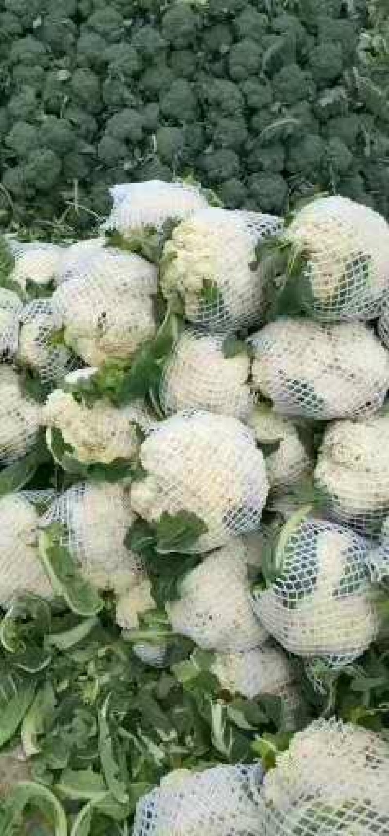 新野县蔬菜种植基地有机花大量出货中，货源充足品质有保证，