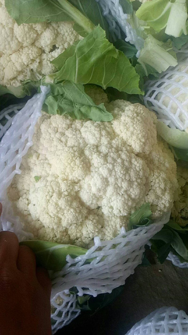 新野县蔬菜种植基地有机花大量出货中，货源充足品质有保证，
