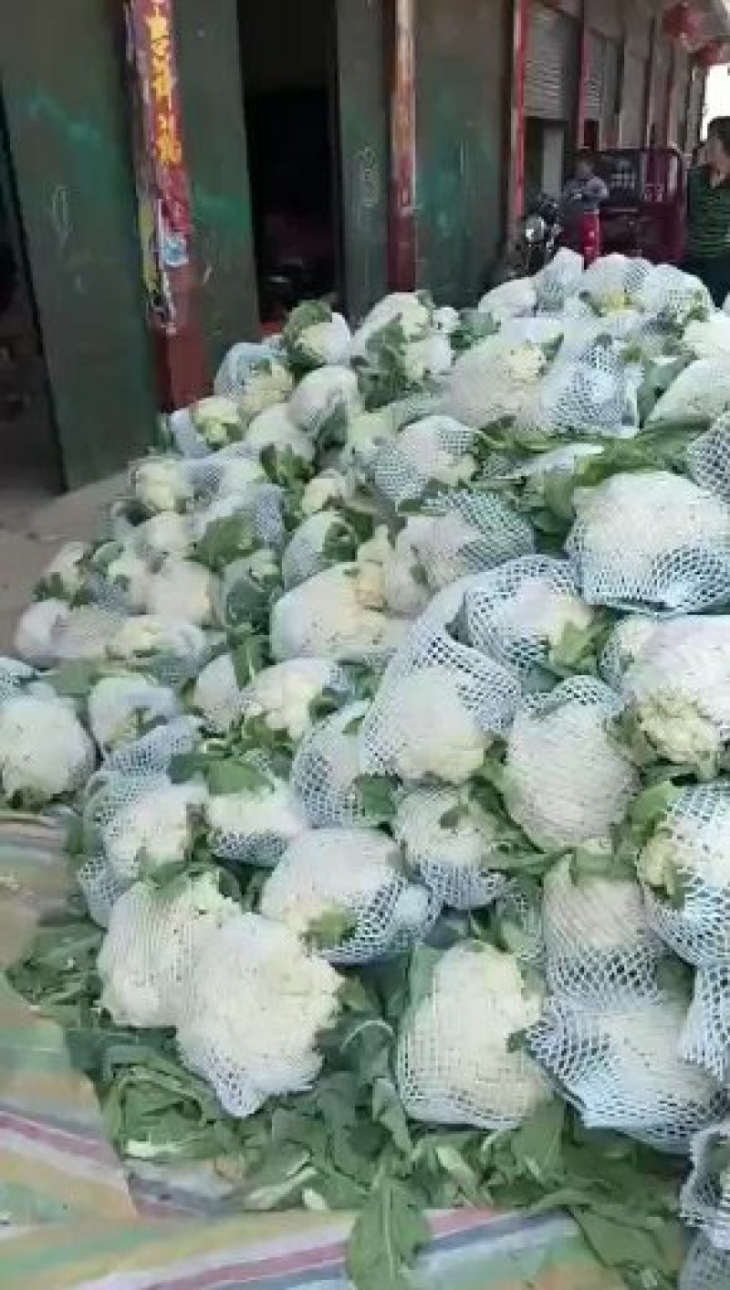 新野县蔬菜种植基地有机花大量出货中，货源充足品质有保证，