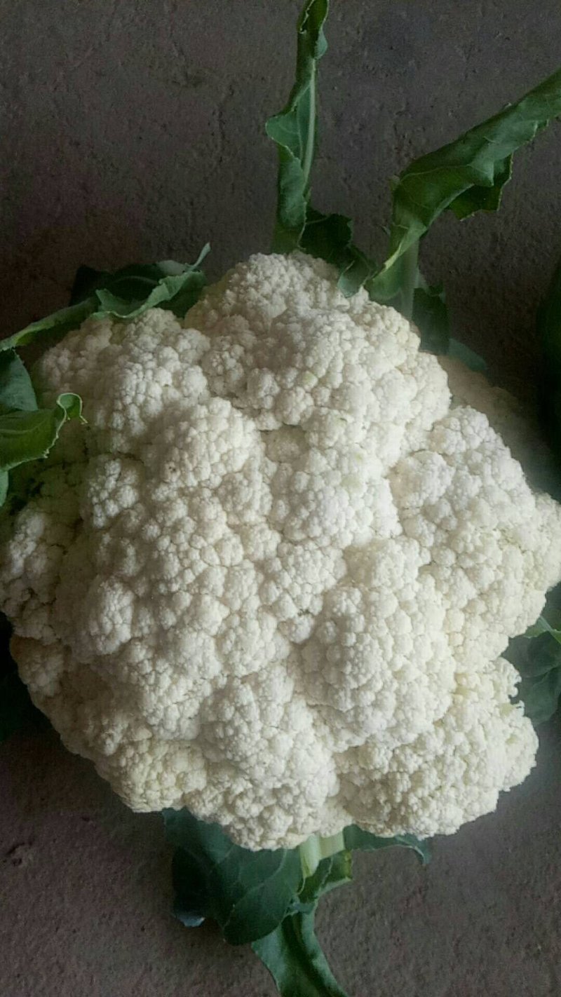 新野县蔬菜种植基地有机花大量出货中，货源充足品质有保证，