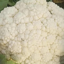 新野县蔬菜种植基地有机花大量出货中，货源充足品质有保证，
