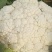 新野县蔬菜种植基地有机花大量出货中，货源充足品质有保证，