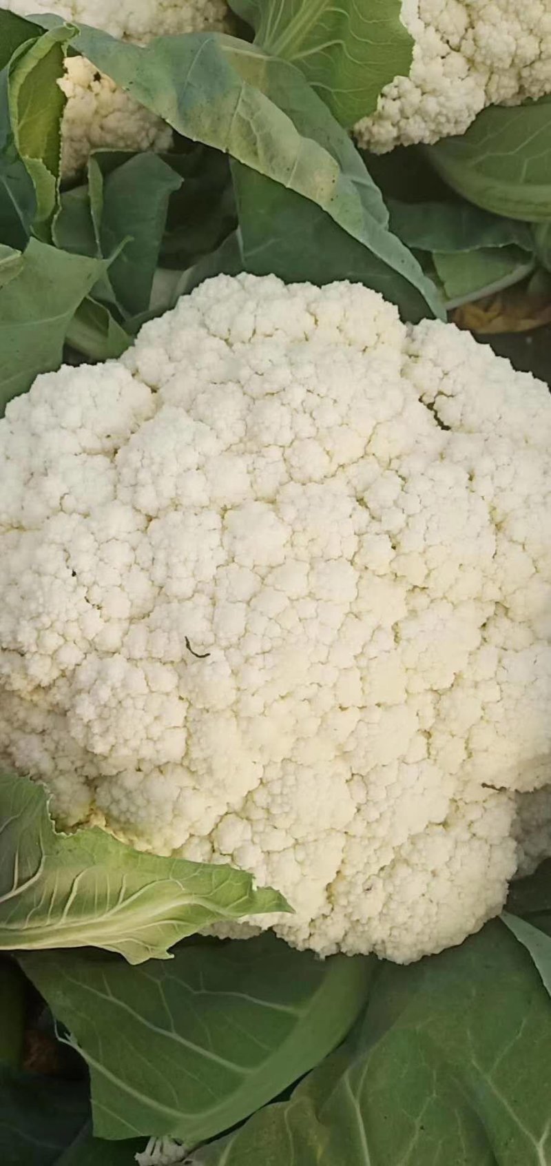 新野县蔬菜种植基地有机花大量出货中，货源充足品质有保证，
