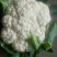 新野县蔬菜种植基地有机花大量出货中，货源充足品质有保证，