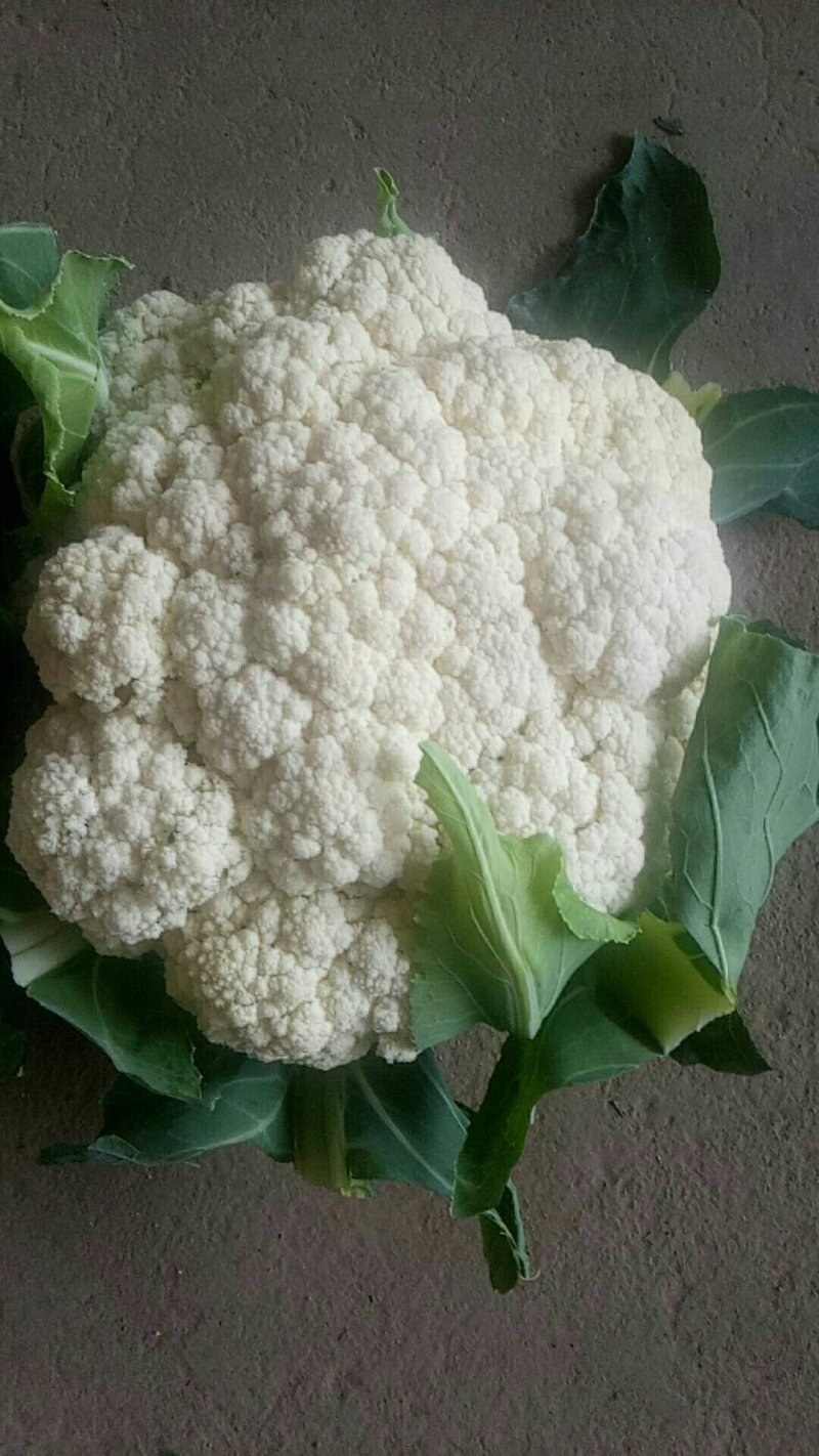 新野县蔬菜种植基地有机花大量出货中，货源充足品质有保证，