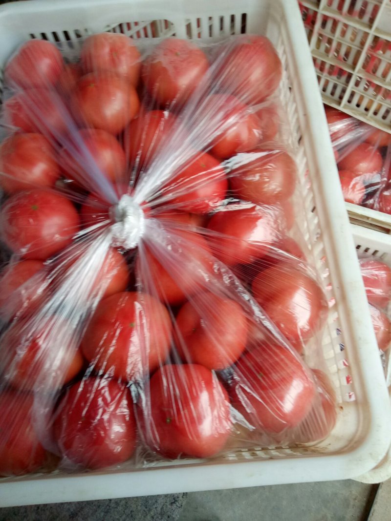 815精品西红柿上市了，口感甜，色红美丽