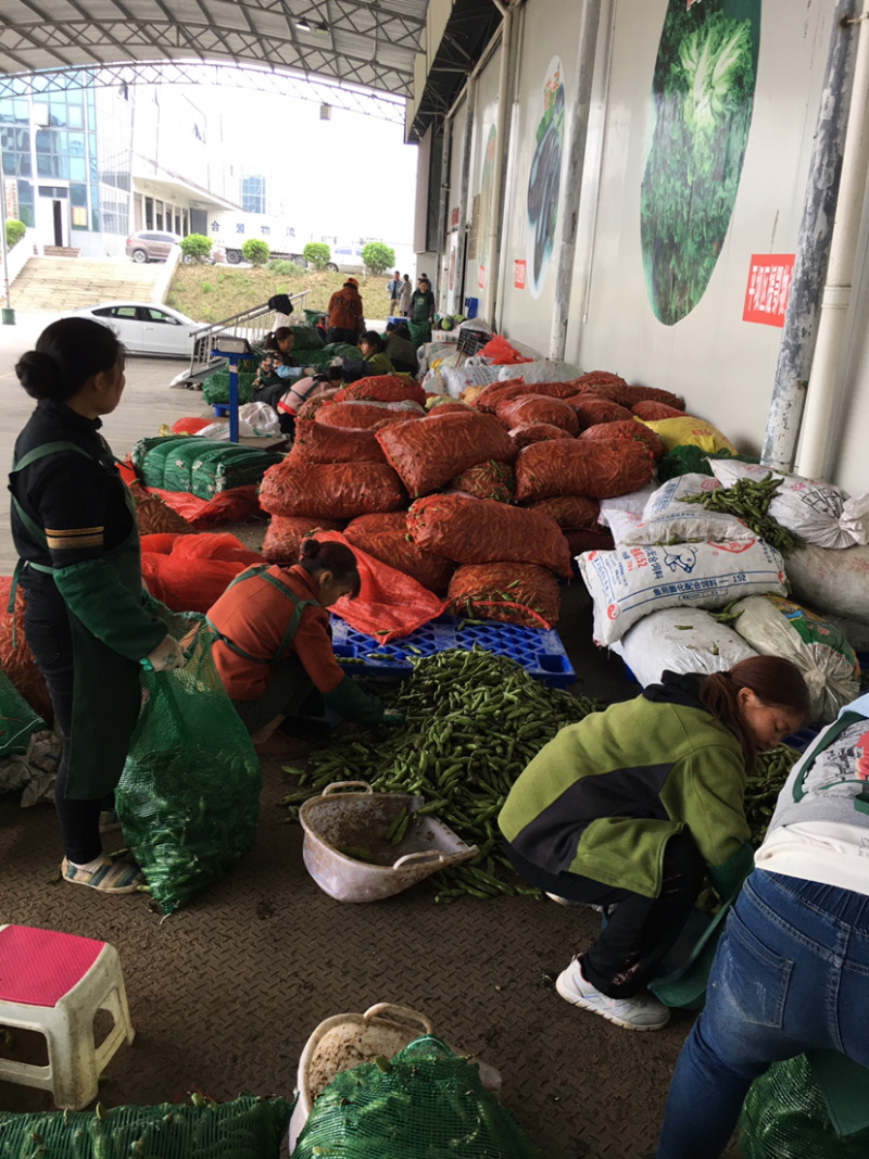 贵州精品蚕豆，大山里的土货产地直发，无中间商差价，