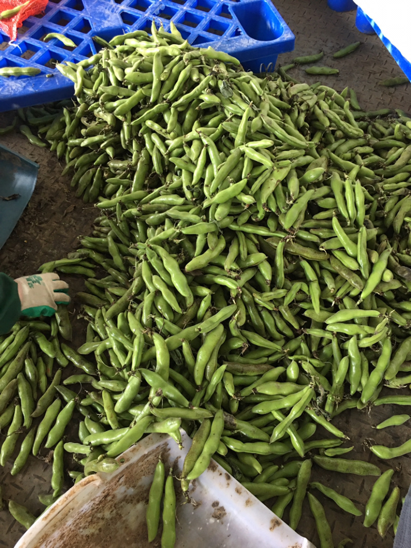 贵州精品蚕豆，大山里的土货产地直发，无中间商差价，
