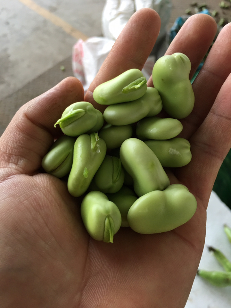 贵州精品蚕豆，大山里的土货产地直发，无中间商差价，
