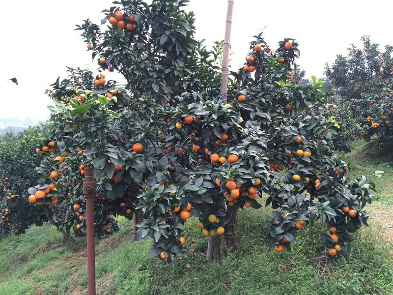 新品种早熟金秋砂糖橘枝条自家苗场，品种纯正